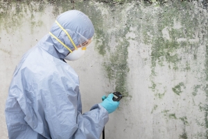 mold-removable-services
